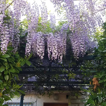 Casa vacanze New Glycines Indépendante 2 Jardin Clos Bien Situé Carcassonne